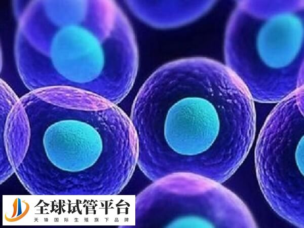 做供卵试管都要排队等卵源