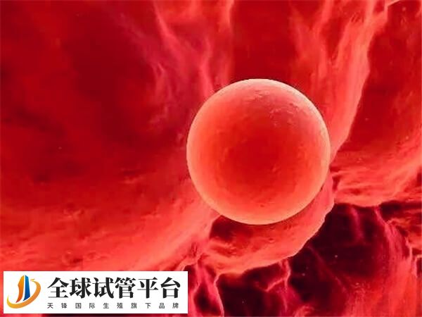 第六天5bb囊胚成功率有多少