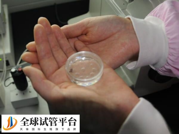 鲜胚移植成功会不会右侧小腹痛