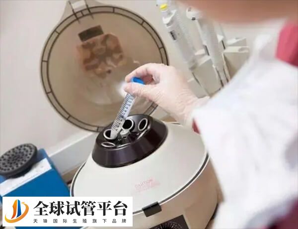 D6胚胎的质量好还是D5的好