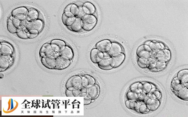 移植囊胚12天肚子扎疼得注意，到底怎么回事看完便知