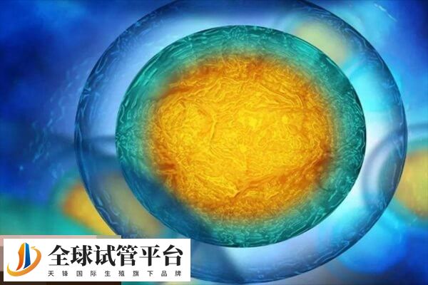 浅析做试管胚胎的移植步骤，先做好术前检查再移植别弄错