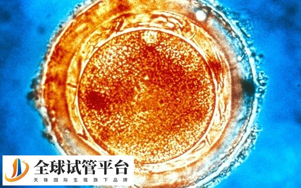 取卵后为什么要吃妈富隆