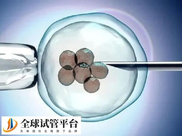 移植一个胚胎可以提高单胎妊娠的成功率