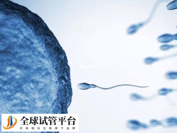 菏泽中医院试管婴儿成功率约40%