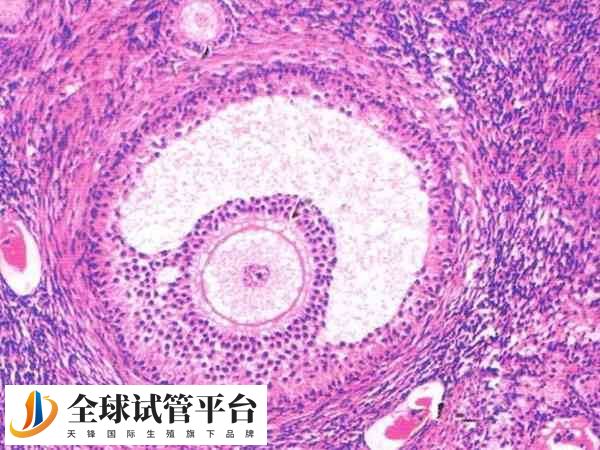 卵子通常由女性卵巢产生的卵泡生长发育而来