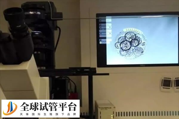 试管养囊和不养囊有什么不同