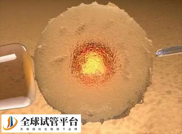 养囊后的囊胚与子宫内膜同步性更好