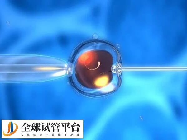 试管婴儿养囊成功可能要冷冻胚胎