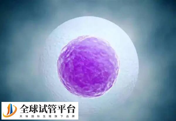 年龄越大卵子质量越差