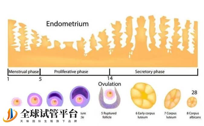 人工周期需要内膜转化后再移植