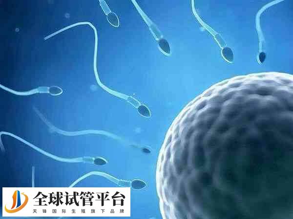 精子形态异常会导致受精失败