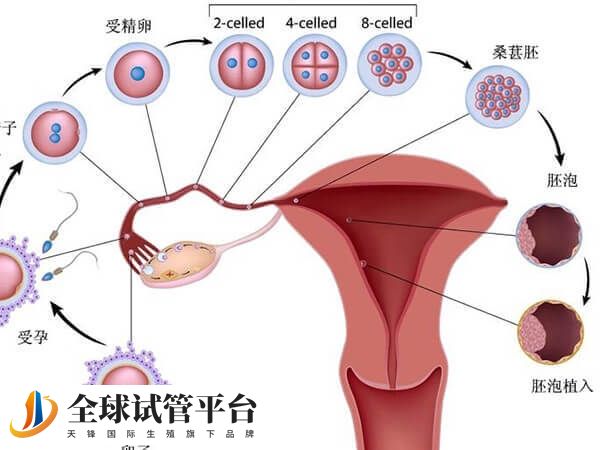 黄体功能不全对试管有什么影响