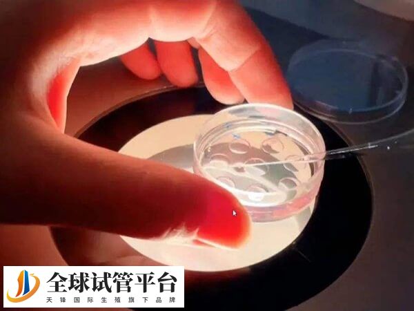 新鲜胚胎移植的成功率高于冷冻胚胎