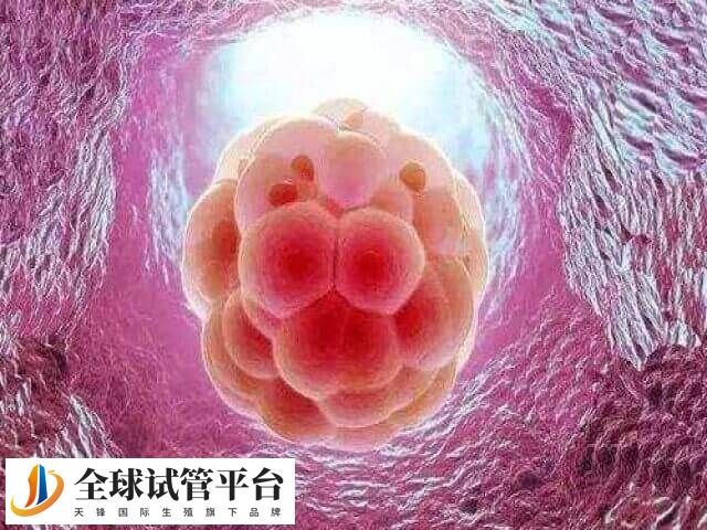 3bc囊胚移植成功率多高