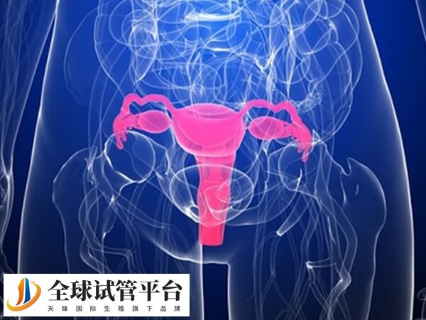 宫腔灌注能提高成功率